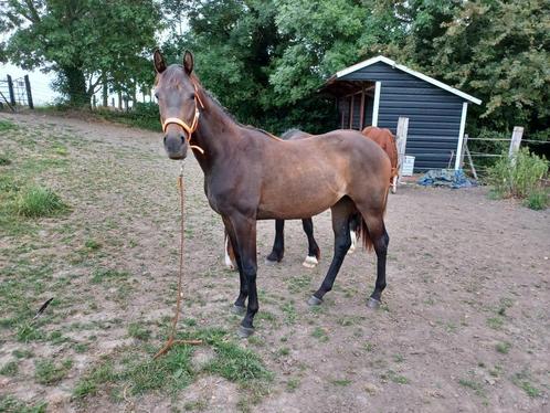 2-jarige McLaren merrie, Dieren en Toebehoren, Paarden, Merrie, Onbeleerd, 165 tot 170 cm, 0 tot 2 jaar, Dressuurpaard, Met stamboom