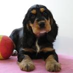 Engelse Cocker - Belgische pups te koop, België, CDV (hondenziekte), 8 tot 15 weken, Meerdere