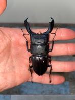 Serrognathus titanus titanus naturalisé, Collections, Collections Animaux, Enlèvement, Neuf, Insecte, Animal empaillé