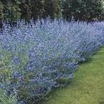 Caryopteris heavenly blue, Tuin en Terras, Planten | Struiken en Hagen, Ophalen, Struik