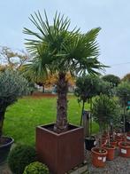 Winterharde palmboom in cortenstaal decopot, Jardin & Terrasse, Enlèvement, Palmier