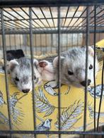 Fretjes ter adoptie, Dieren en Toebehoren, Fret, Mei, Meerdere dieren, Tam