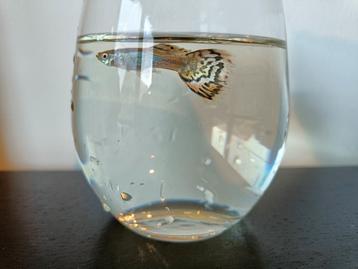Guppy fry beschikbaar voor biedingen