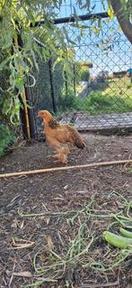 Brahma kip trio, Dieren en Toebehoren, Pluimvee, Kip