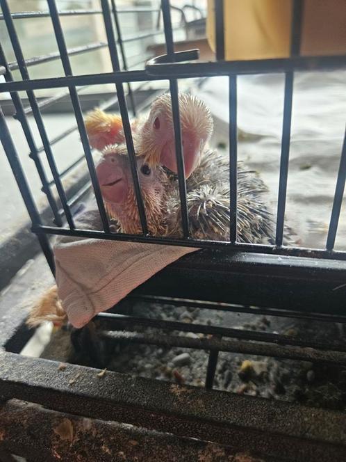 Verschil pyrrhura s, Dieren en Toebehoren, Vogels | Parkieten en Papegaaien, Parkiet, Geslacht onbekend, Tam, Geringd