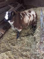 raszuivere baggerbonte bok, Dieren en Toebehoren, Mannelijk, Schaap, 0 tot 2 jaar