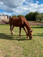 Braaf recreatie paard, Merrie