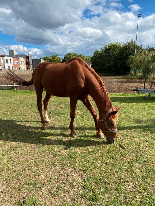 Braaf recreatie paard, Dieren en Toebehoren, Paarden, Merrie