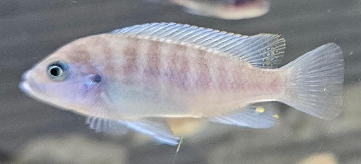 Maylandia Estherae minos reef malawi cichliden, Dieren en Toebehoren, Vissen | Aquariumvissen, Zoetwatervis, Vis