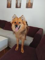 Dwergkeeshond 8 maanden oudt, Dieren en Toebehoren, België, Particulier, 15 weken tot 1 jaar, Reu