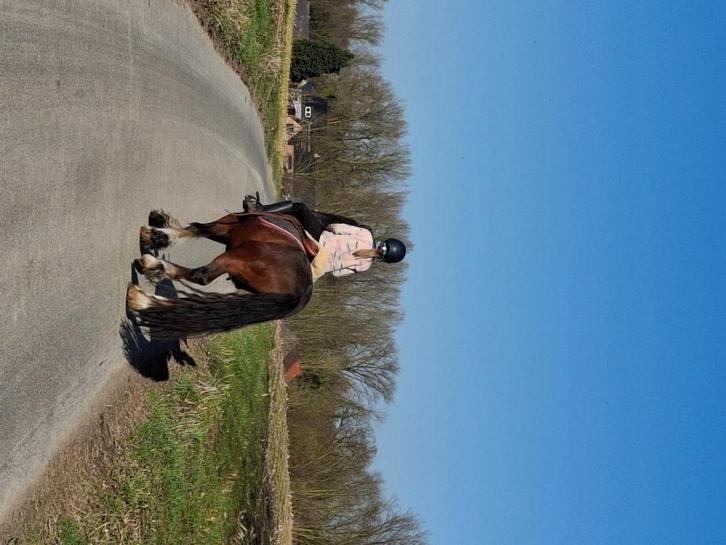 Dekhengts voor doen een mooie baby aan merrie, Dieren en Toebehoren, Paarden en Pony's | Dekhengsten en Fokmerries, Hengst