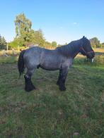 hengst, Dieren en Toebehoren, Paarden, Hengst, Gechipt, 3 tot 6 jaar