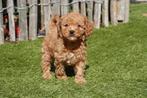 Cavapoo pups (abrikoos en rood), Dieren en Toebehoren, België, Overige rassen, CDV (hondenziekte), 8 tot 15 weken