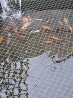 Vijvervissen, Dieren en Toebehoren