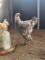 Brahma zalm, Dieren en Toebehoren, Pluimvee, Mannelijk, Kip