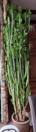 Kathedraalcactus van 50 jaar oud, ongeveer 2 meter hoog, Ophalen