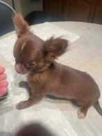 Chihuahua-pups mooi mini raszuiver zeer mooi kleintjes, België, Fokker | Hobbymatig, 8 tot 15 weken, CDV (hondenziekte)