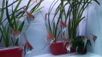 Manacupure red scalare te koop per groep van 6  of 12 stuks, Dieren en Toebehoren, Vissen | Aquariumvissen, Zoetwatervis
