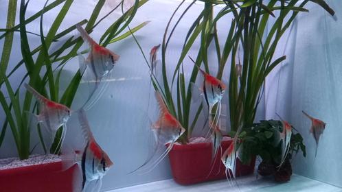 Manacupure red scalare te koop per groep van 6  of 12 stuks, Dieren en Toebehoren, Vissen | Aquariumvissen, Zoetwatervis
