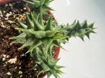 Huernia Macrocarpa, Verzenden, Vetplant, Minder dan 100 cm