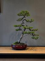 Mooi gevormde cascade, Japanse zwarte den bonsai, Tuin en Terras, Bloeit niet, Ophalen of Verzenden, Minder dan 100 cm, Volle zon