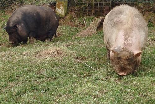 Hangbuikzwijnen ter adoptie. 2 volw beren en/of 4 biggetjes, Dieren en Toebehoren, Schapen, Geiten en Varkens, Varken, Meerdere dieren