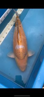 Ochiba van Sakai, Dieren en Toebehoren, Vissen | Vijvervissen