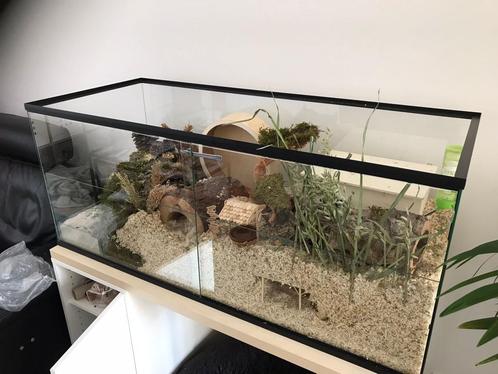 Hamsterkooi van glas MET schuifruiten voor hamsterscaping, Dieren en Toebehoren, Knaagdieren en Konijnen | Hokken en Kooien, Nieuw