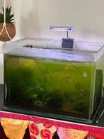 Gratis aquarium 30 l, Dieren en Toebehoren, Vissen | Aquaria en Toebehoren, Ophalen, Gebruikt, Verlichting of Verwarming