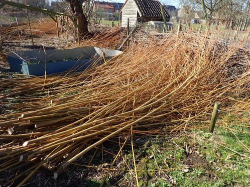 Gratis takken van gele knotwilg voor aanplant, vlechtwerk, Jardin & Terrasse, Plantes | Arbres, Autres espèces, 250 à 400 cm, Hiver