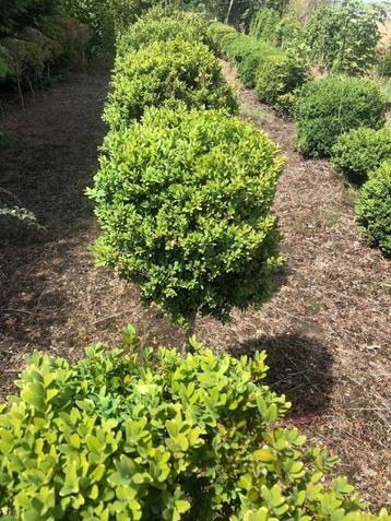 Buxus opruiming beschikbaar voor biedingen