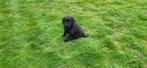 Labrador pups, België, Reu, CDV (hondenziekte), 8 tot 15 weken