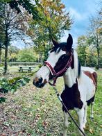 Mooie bonte jaarling, Dieren en Toebehoren, Ruin