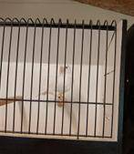 Mooie kanaries te koop, Dieren en Toebehoren, Meerdere dieren, Kleurkanarie
