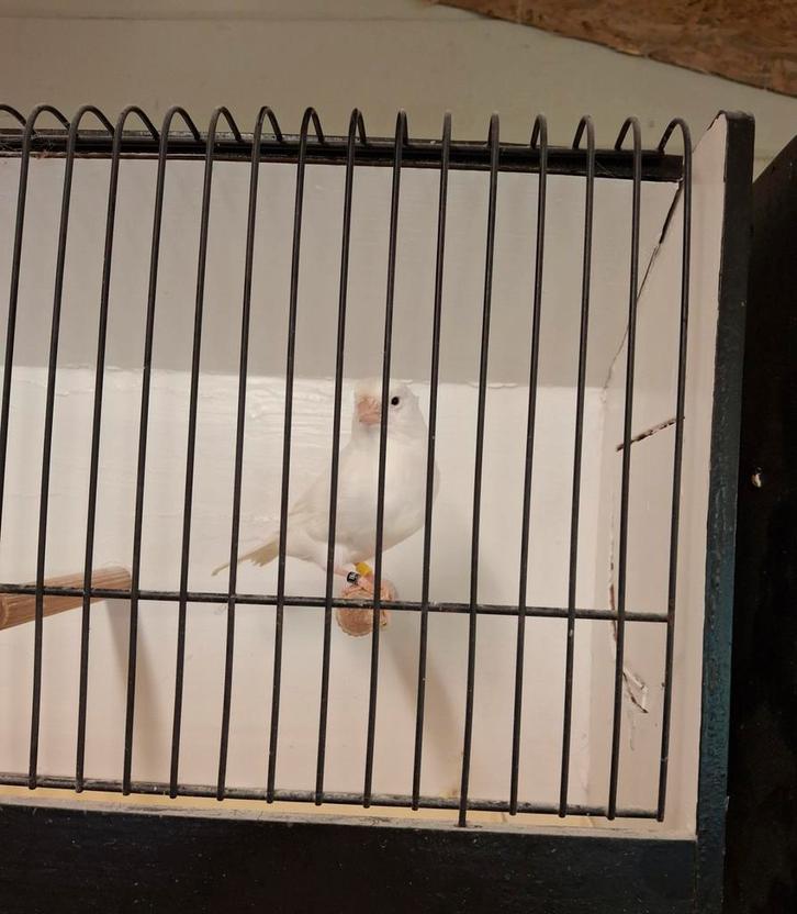 Mooie kanaries te koop, Dieren en Toebehoren, Vogels | Kanaries, Kleurkanarie, Meerdere dieren