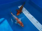 Koi vissen, Dieren en Toebehoren, Vissen | Vijvervissen