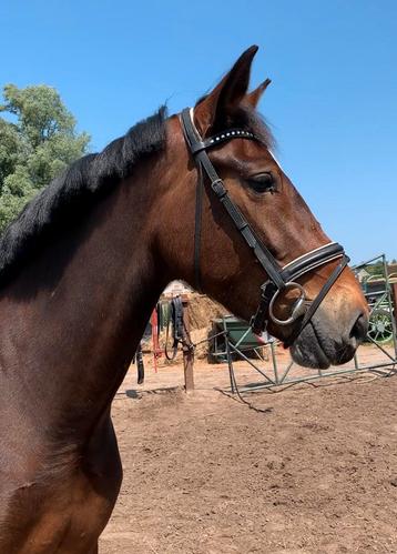 Mega knappe super lieve merrie!! beschikbaar voor biedingen
