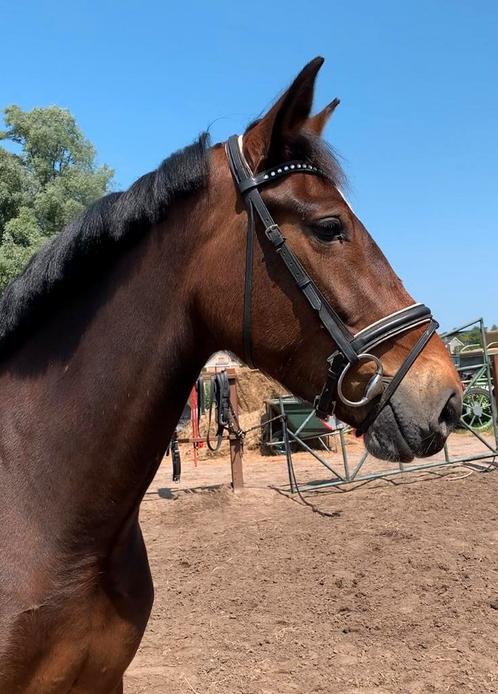 Mega knappe super lieve merrie!!, Dieren en Toebehoren, Paarden, Merrie, Zadelmak, 160 tot 165 cm, 3 tot 6 jaar, Gechipt, Ontwormd