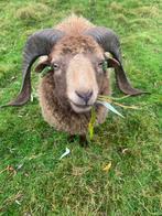 Bruine Ouessant (dek)ram te koop, Dieren en Toebehoren, Mannelijk, Schaap, 3 tot 5 jaar