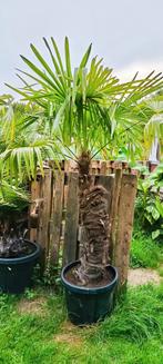 Trachycarpus fortunei palmboom met schuine stam, Tuin en Terras, Planten | Tuinplanten, Ophalen