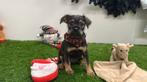 Kruising Dwergschnauzer x Mix pups, Dieren en Toebehoren, België, CDV (hondenziekte), 8 tot 15 weken, Meerdere