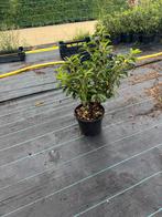 Prunus lusitanica, Tuin en Terras, Ophalen, Haag