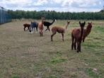Alpaca alpaca's ruime keuze merries en veulens, Januari, Meerdere dieren