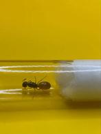 Camponotus fedtschenkoi koningin met broed, Dieren en Toebehoren, Insecten en Spinnen, Mieren