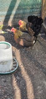 2 Hollandse kriel (hennetje), Dieren en Toebehoren