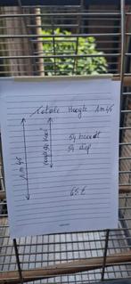 parkiete papegaaikooi  0486 21 24 39, Dieren en Toebehoren