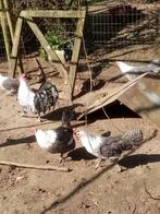 Broedeieren zilverbrakel, lakenvelder, vorwerk, Dieren en Toebehoren, Kip