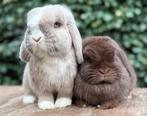Zeldzaam mooi mega lief gecastreerd raszuiver MINILOP koppel, Dieren en Toebehoren, Konijnen, Meerdere dieren, Klein, Hangoor