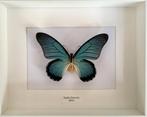 Véritable papillon Zalmoxis Afrique naturalisé sous cadre, Collections, Collections Animaux, Insecte, Animal empaillé, Enlèvement ou Envoi