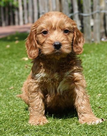Prachtige Cockapoo pups (abrikoos en rood) beschikbaar voor biedingen